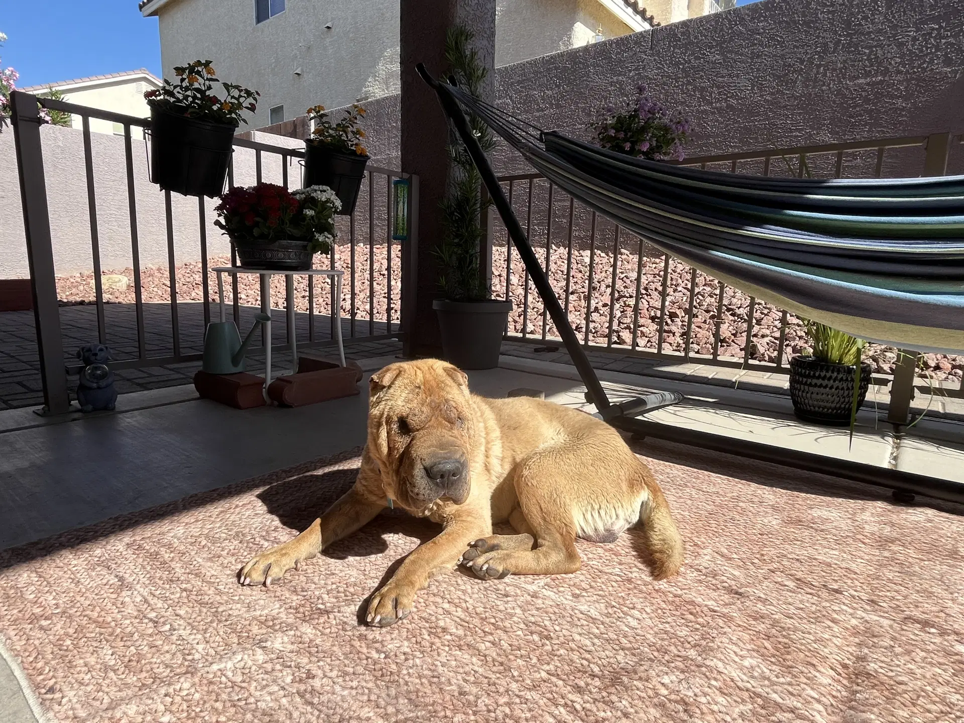 Fife Limited Vision - Chinese Shar-Pei