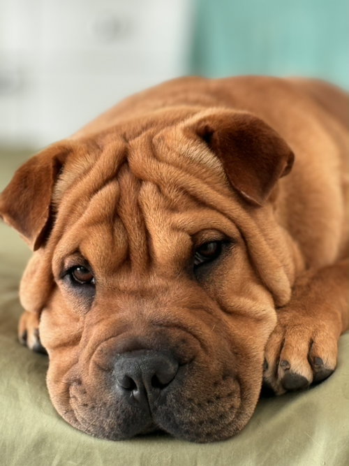 Dijon, an adoptable Chinese Shar-Pei in Tucson , AZ