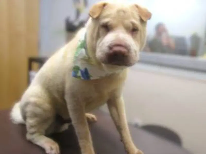 Simon - Chinese Shar-Pei
