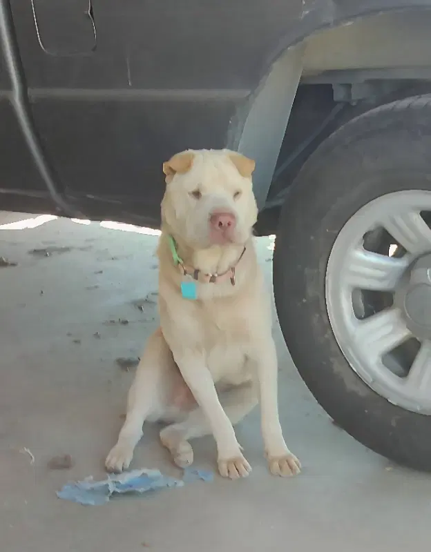 Simon - Chinese Shar-Pei