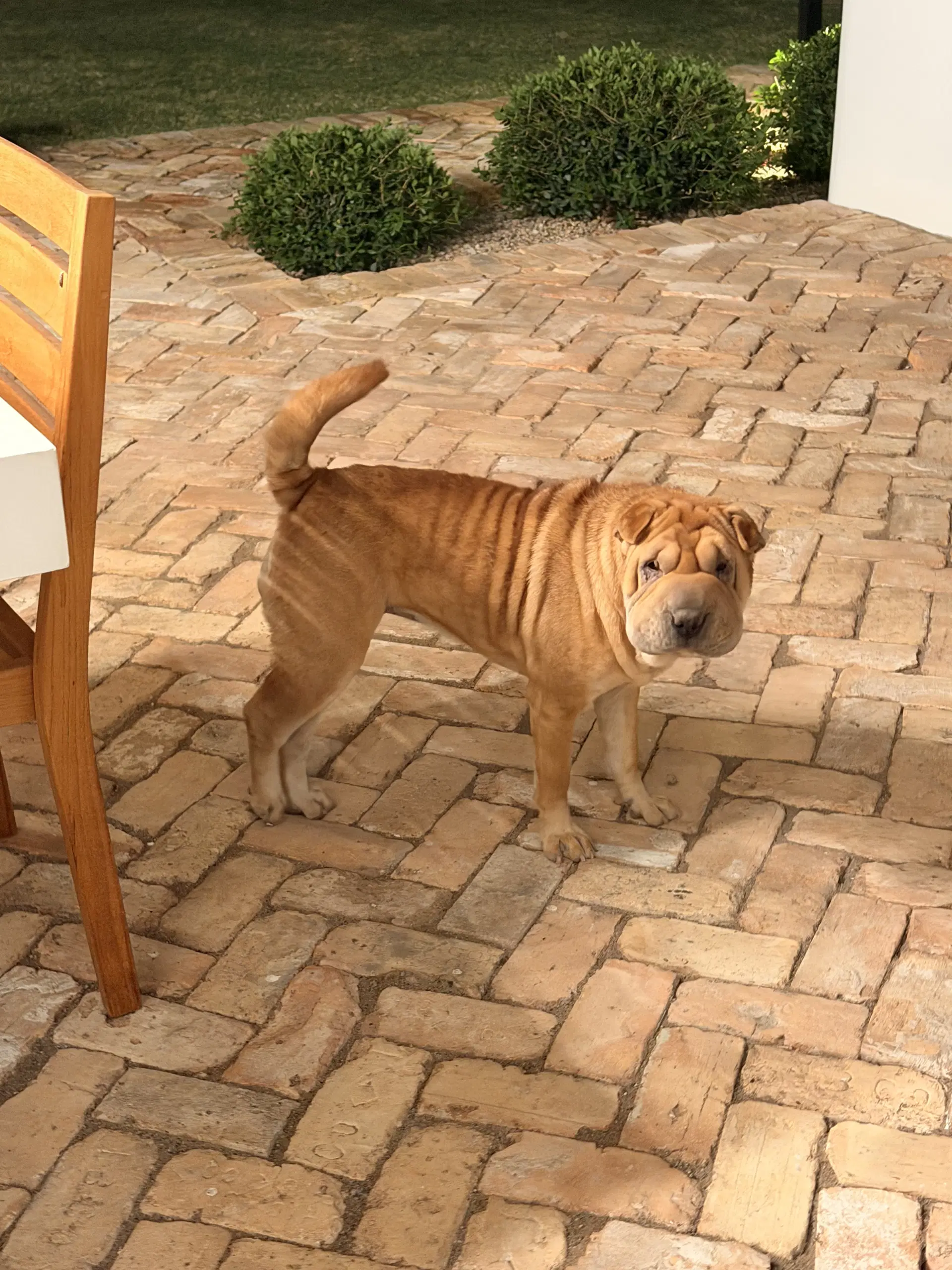 Henrietta - Chinese Shar-Pei