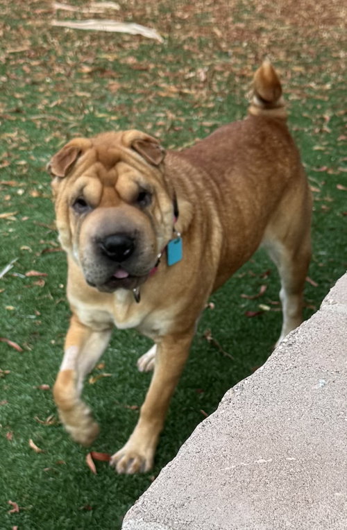 Henrietta, an adoptable Chinese Shar-Pei in Tucson , AZ