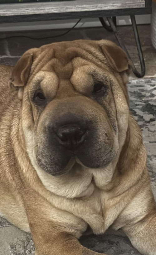 Henrietta, an adoptable Chinese Shar-Pei in Tucson , AZ