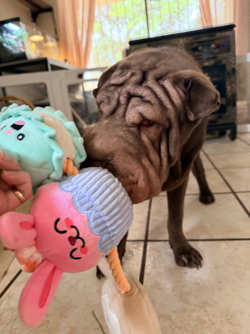 cleo, an adoptable Chinese Shar-Pei in Tucson , AZ