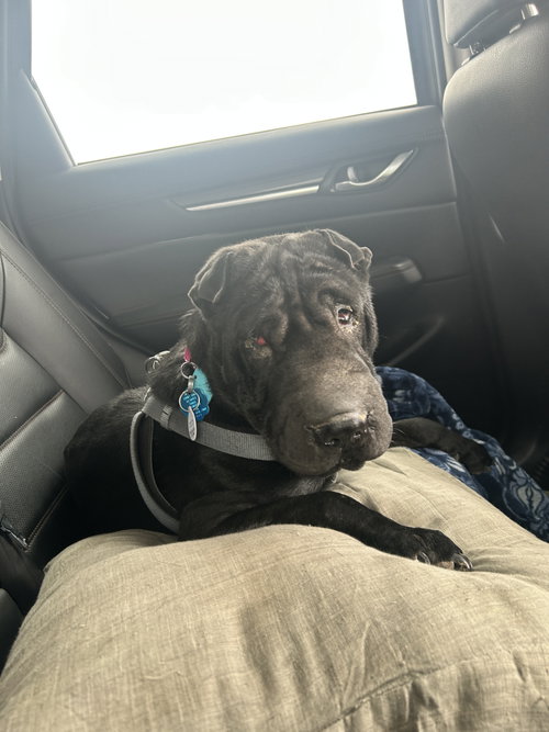 Oso (black), an adoptable Chinese Shar-Pei in Tucson , AZ