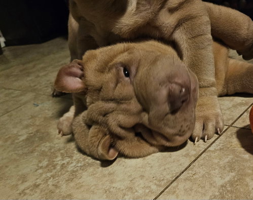 Milansa, an adoptable Chinese Shar-Pei in Tucson , AZ