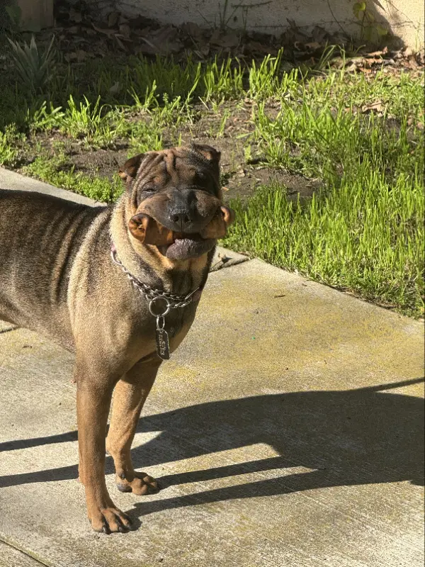Sheba - Chinese Shar-Pei