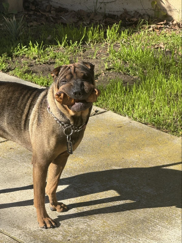 Sheba