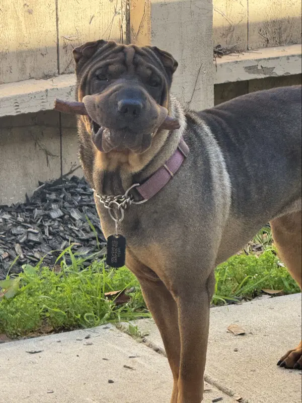 Sheba image 2