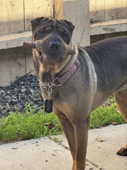 Photo 2 of Sheba
