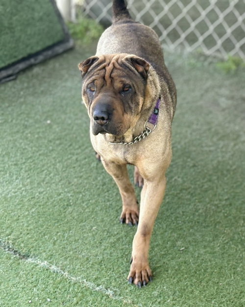Photo 3 of Sheba