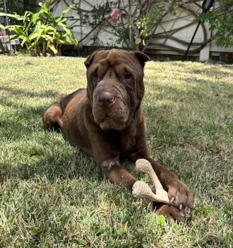 Bear - Chinese Shar-Pei