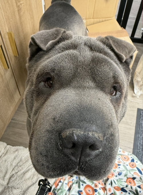 Saya, an adoptable Chinese Shar-Pei in Tucson , AZ