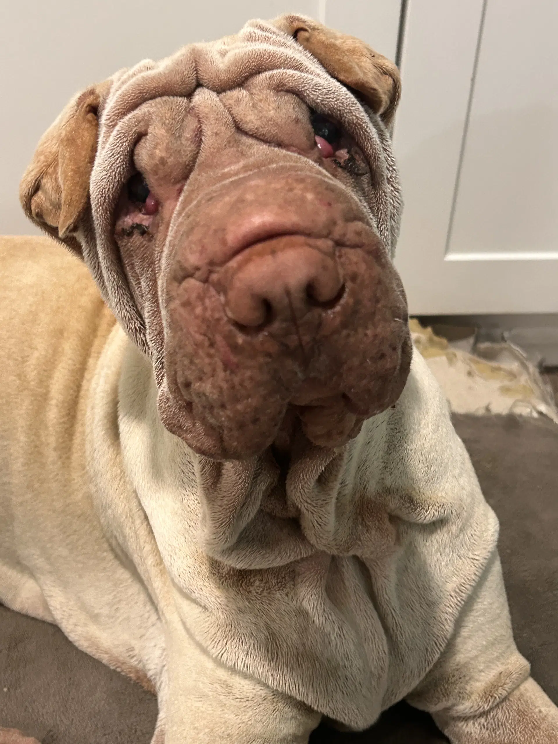 Mani - Chinese Shar-Pei