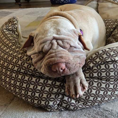 Mani, a dog for adoption from Pei People Shar Pei Rescue, Inc