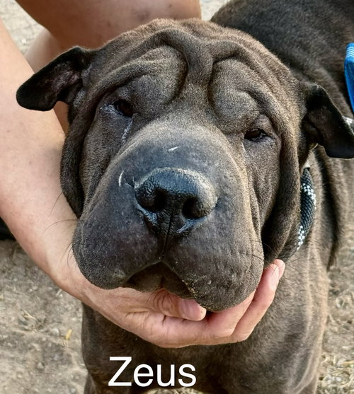 Zeus