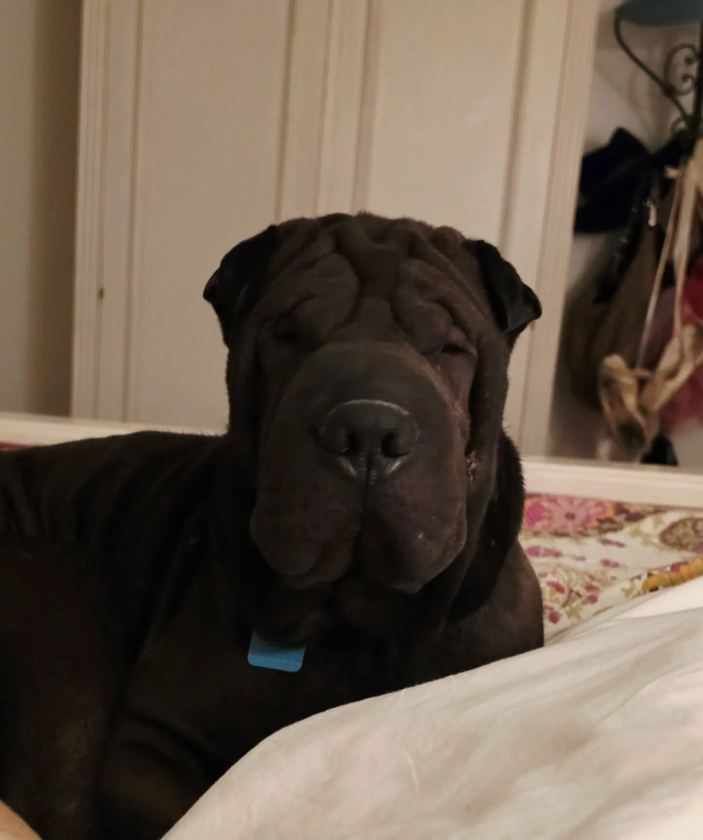 Zeus - Chinese Shar-Pei