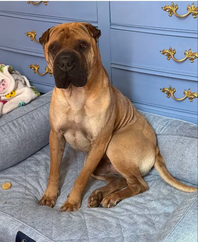 Baron Von Wrinkles - Chinese Shar-Pei