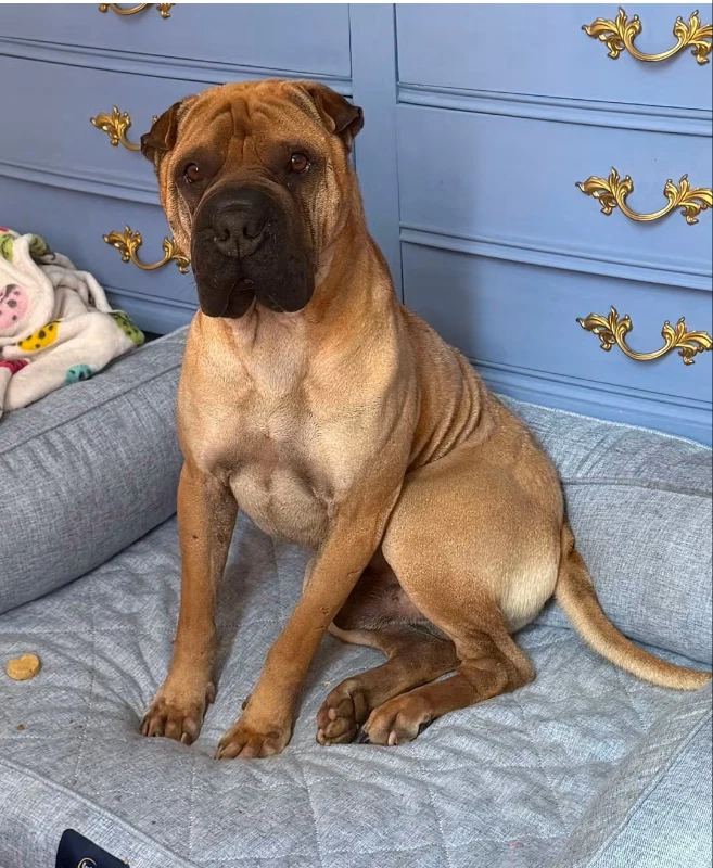 Baron Von Wrinkles