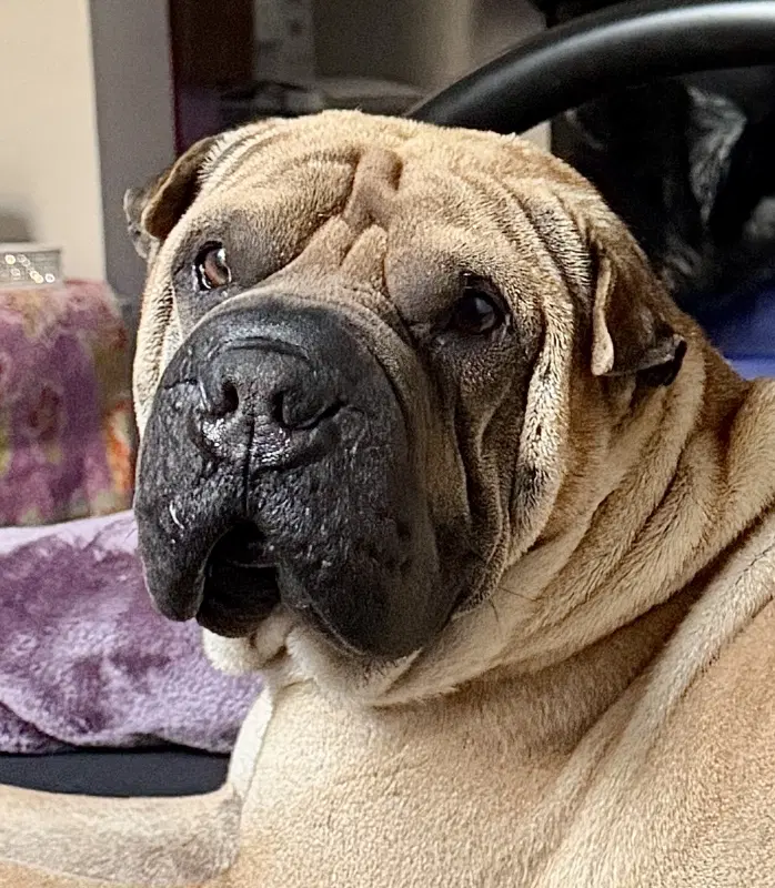 Baron Von Wrinkles image 2