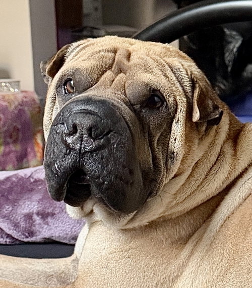 Photo 2 of Baron von Wrinkles