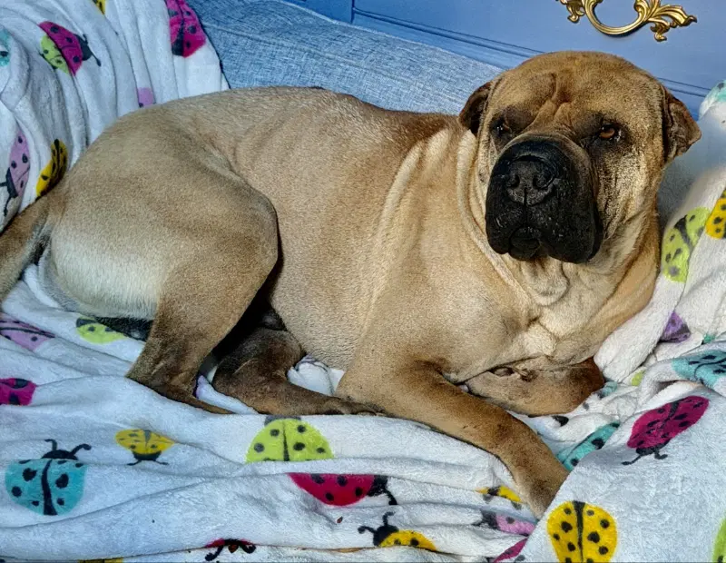 Baron Von Wrinkles image 3