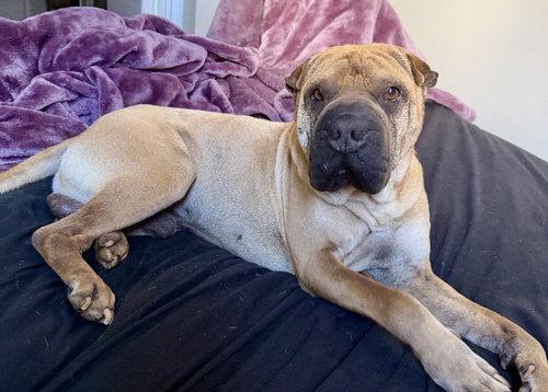 Photo 4 of Baron von Wrinkles