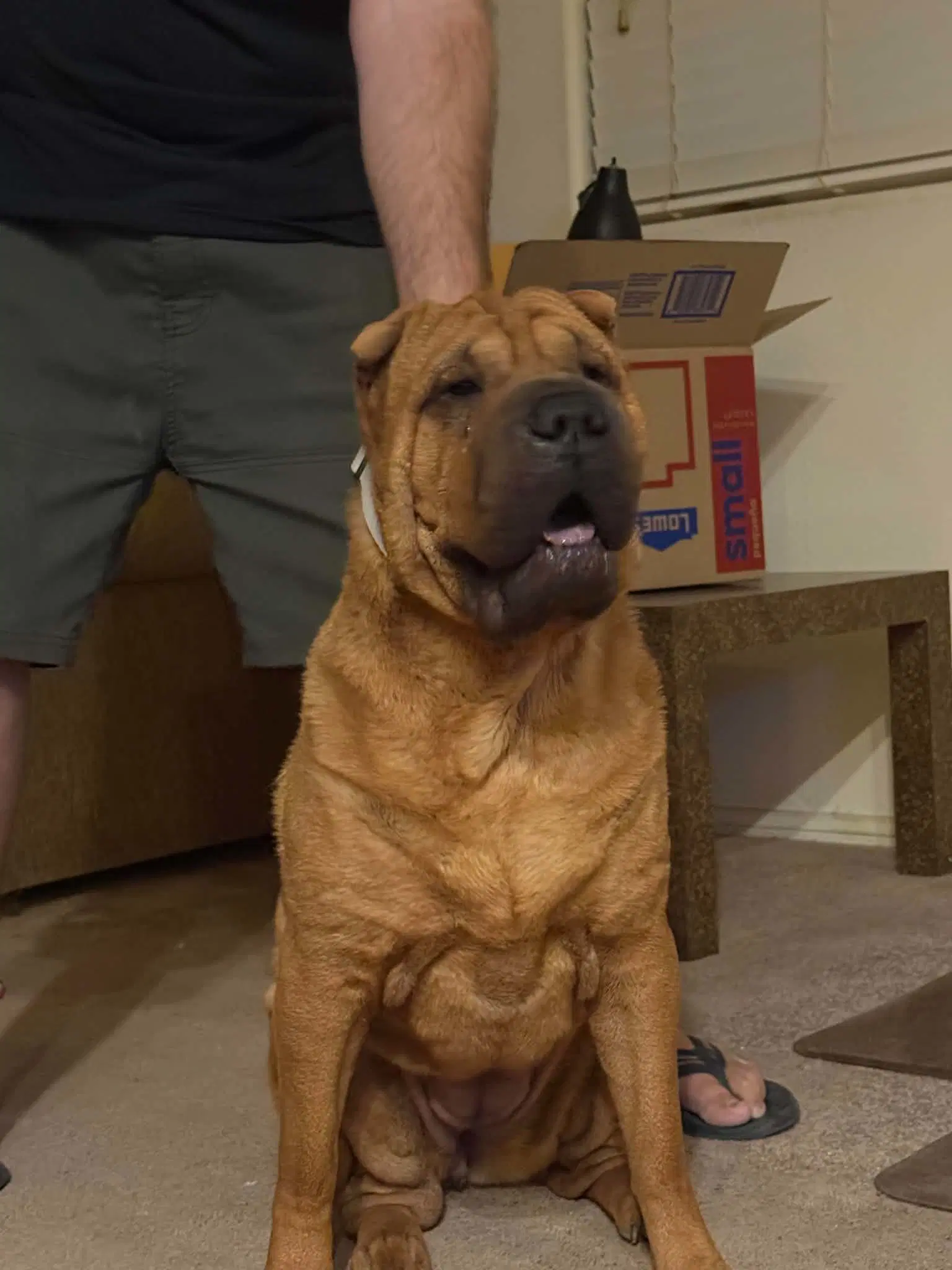 Sasha - Chinese Shar-Pei