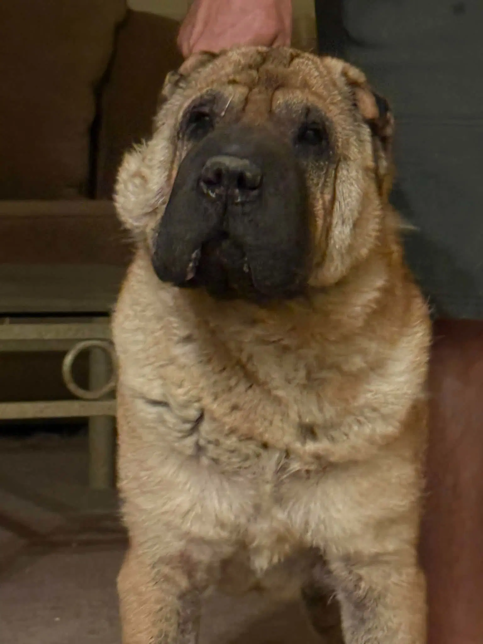 Zorro - Chinese Shar-Pei