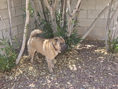 Zorro, photo 2