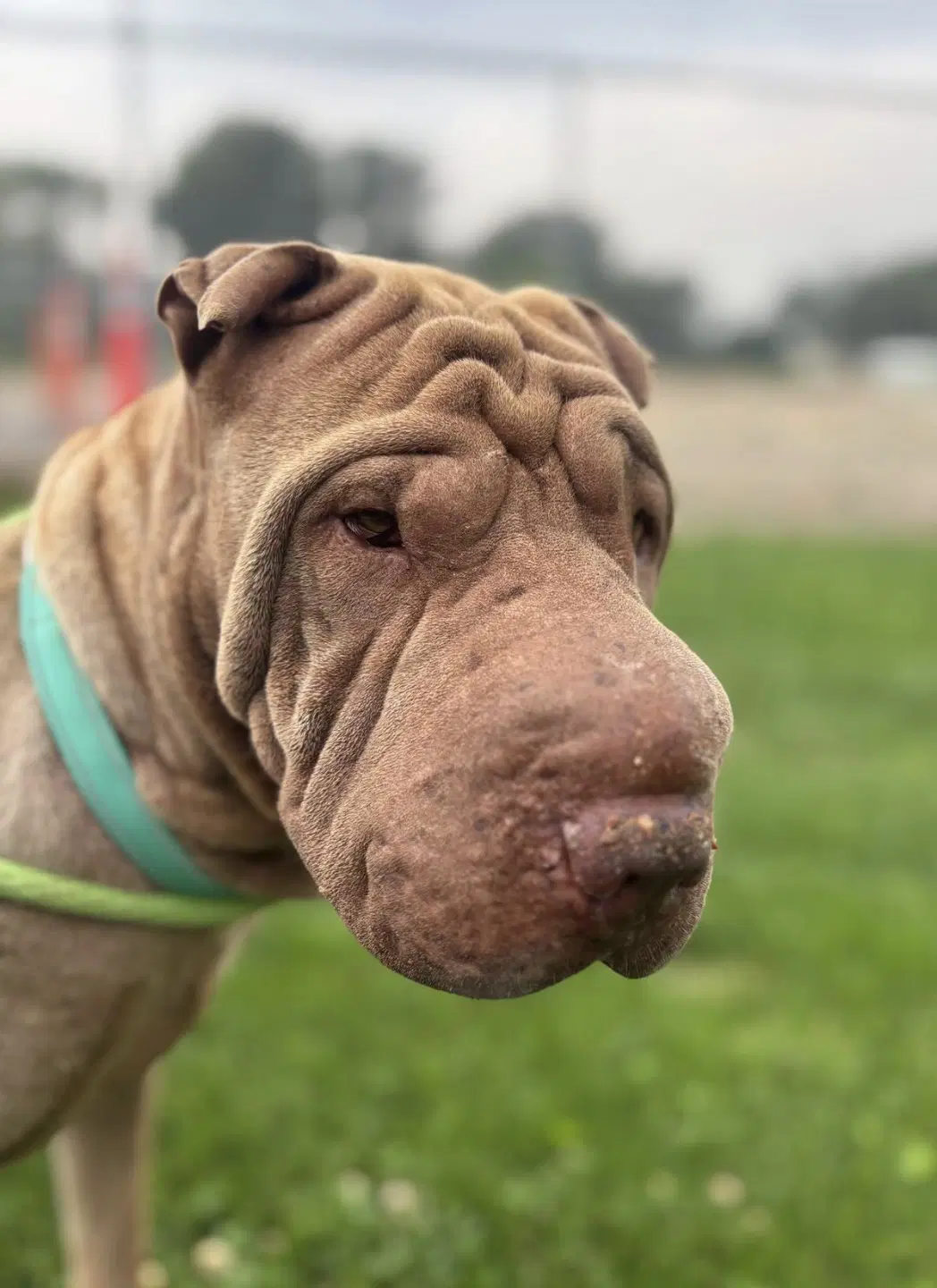 Ginger Special Needs - Chinese Shar-Pei