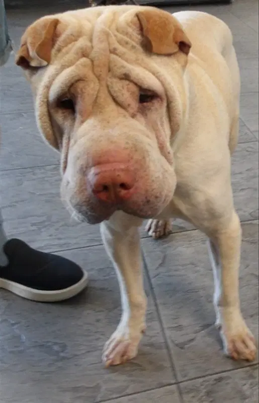 Buddha - Chinese Shar-Pei