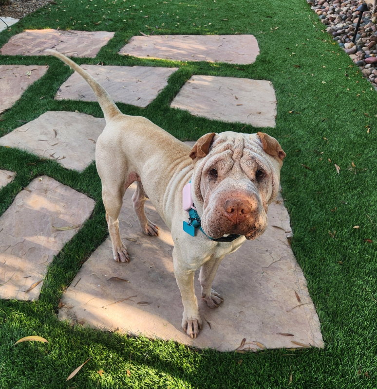 Buddha, Chinese Shar-Pei