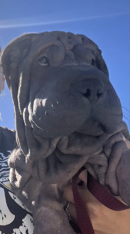 Tootsie