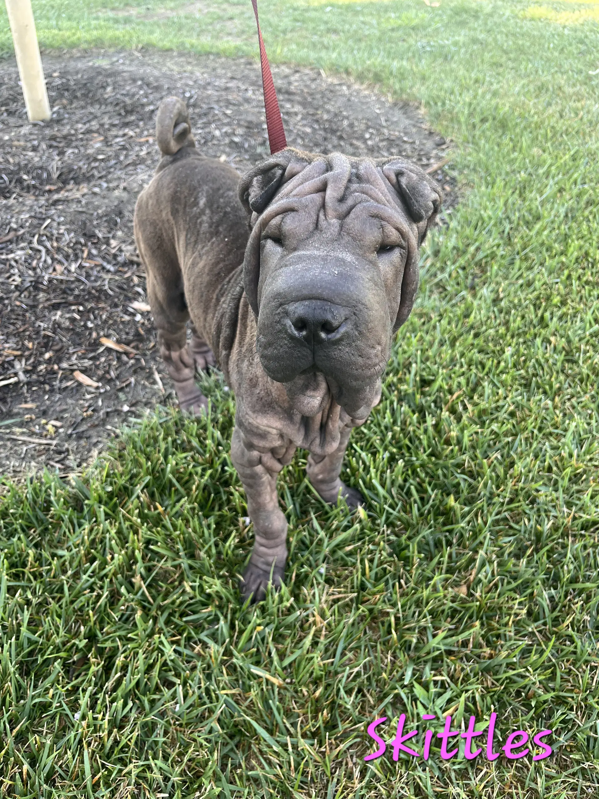 Skittles - Chinese Shar-Pei