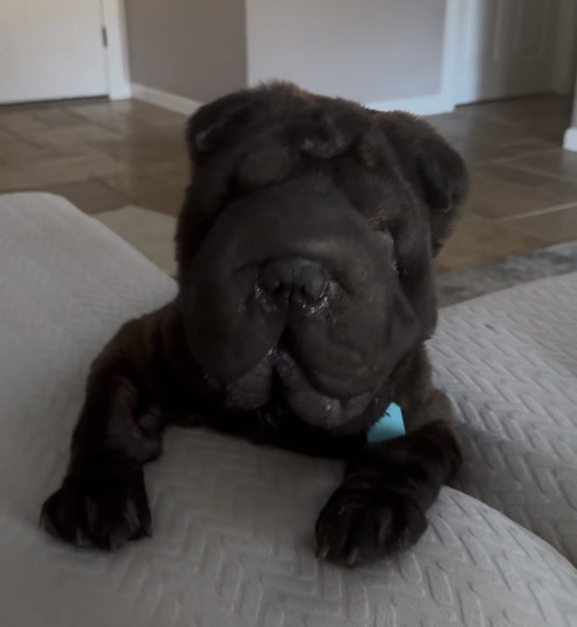 Elphaba aka Effie, Chinese Shar-Pei