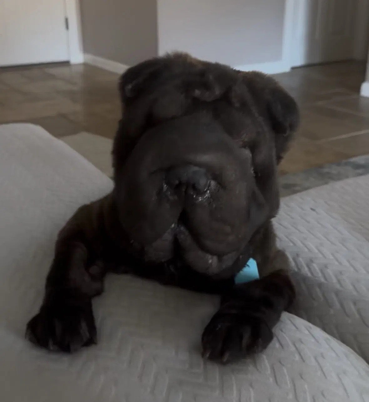 Elphaba Aka Effie - Chinese Shar-Pei