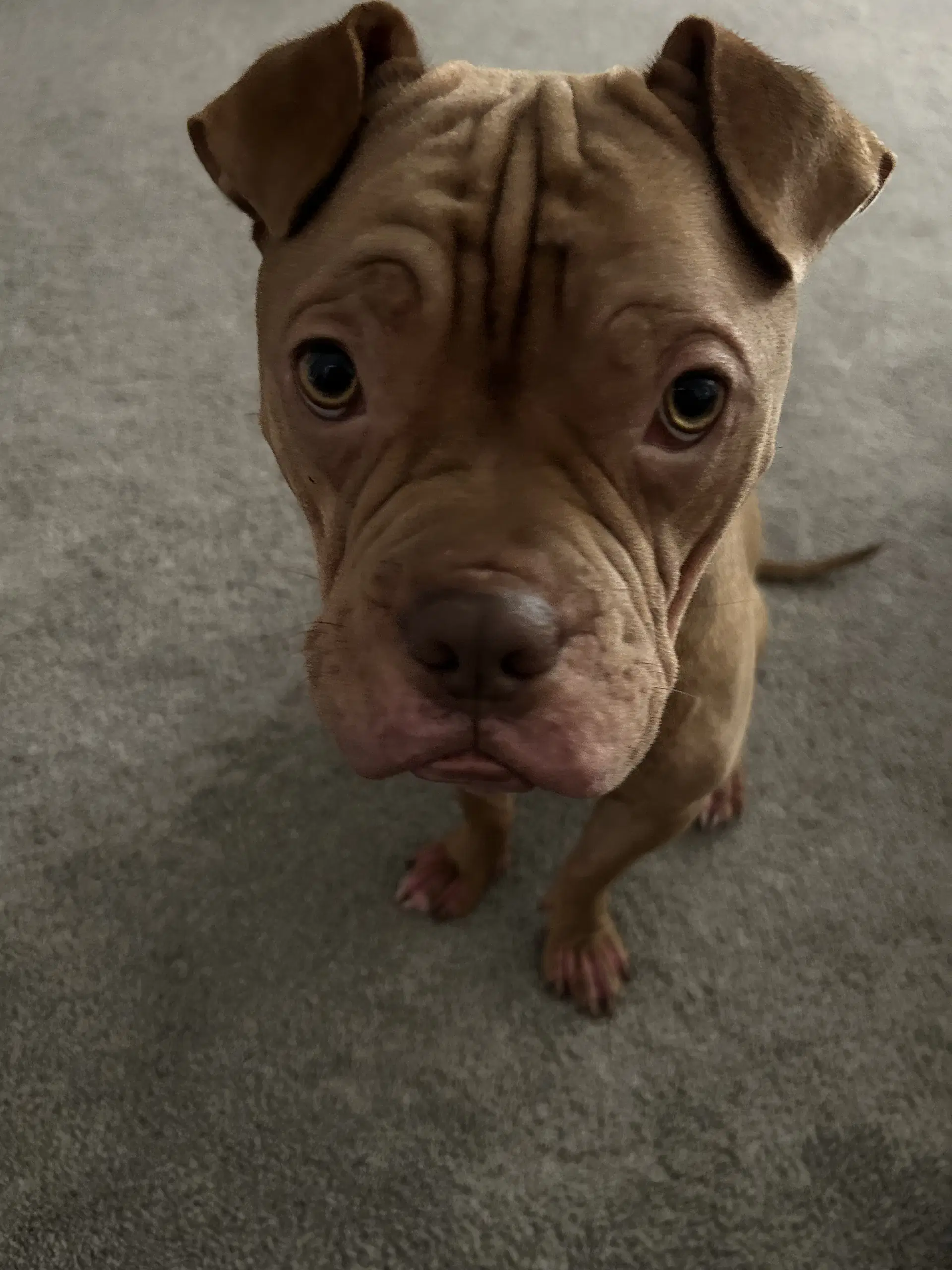 Brutus Cappuccino - Shar Pei