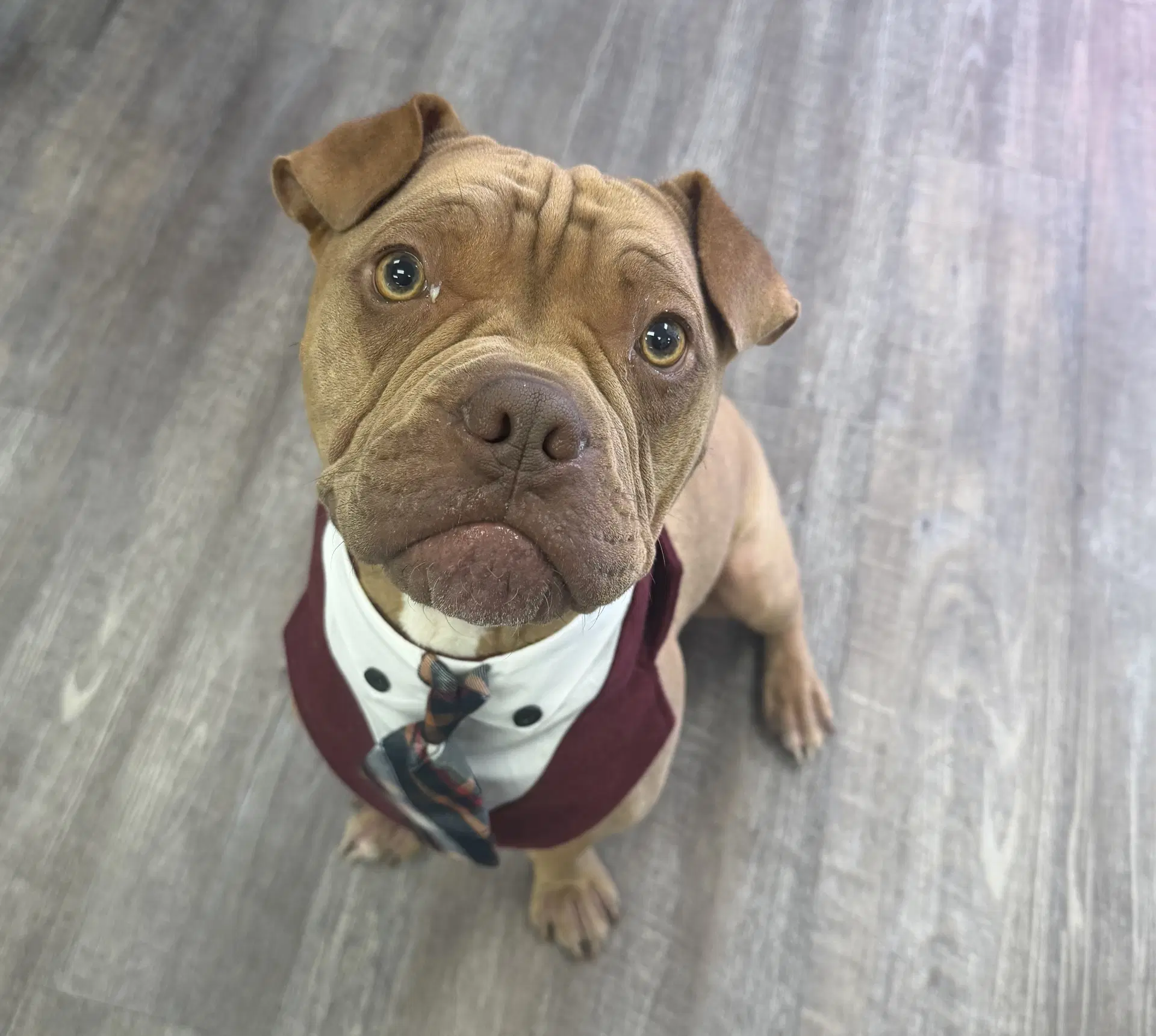 Brutus Cappuccino - Chinese Shar-Pei