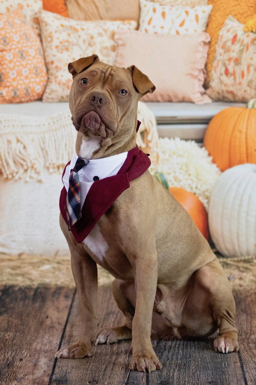 Photo 5 of Brutus Cappuccino
