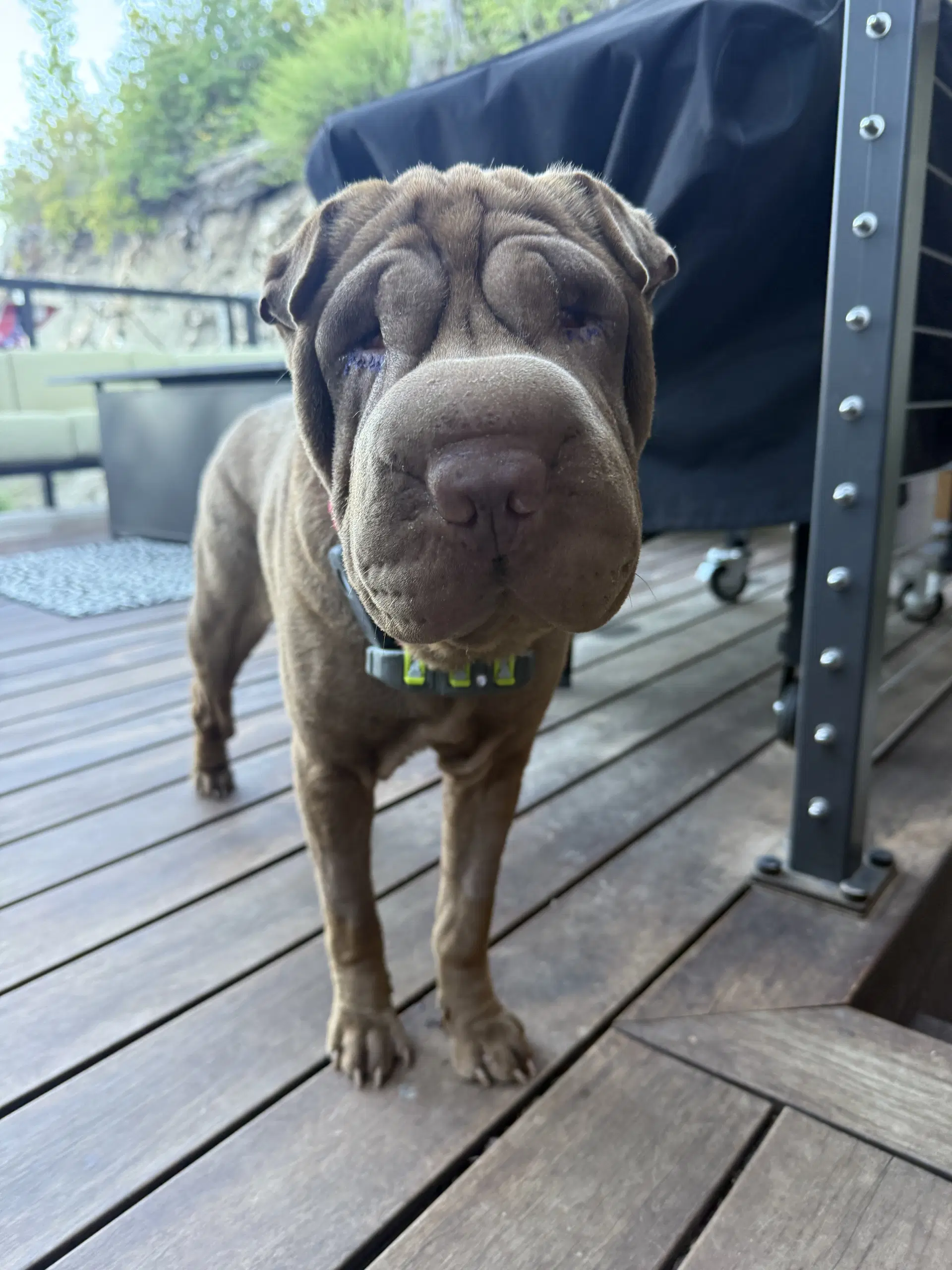 Rumor - Chinese Shar-Pei