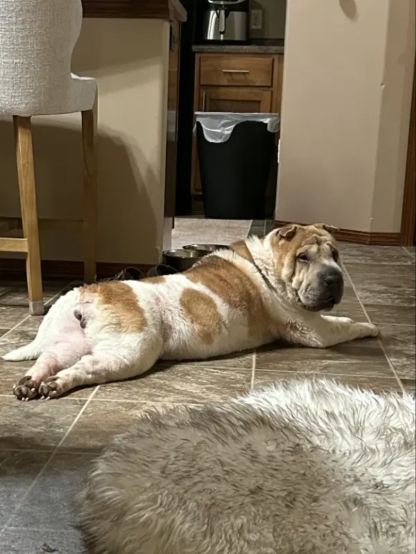 Luna - Chinese Shar-Pei