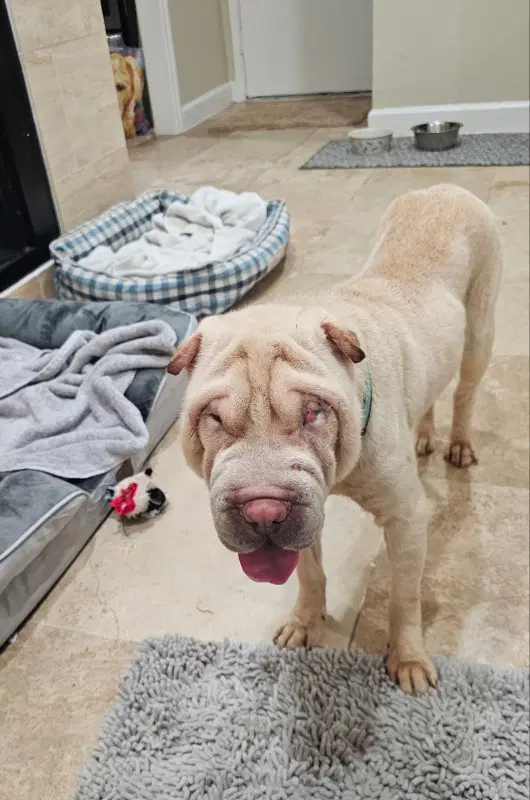 Chase - Chinese Shar-Pei