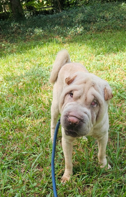 Chase, Chinese Shar-Pei