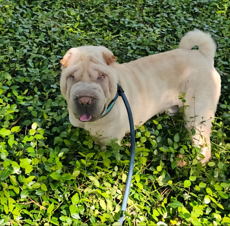 Chase - Chinese Shar-Pei