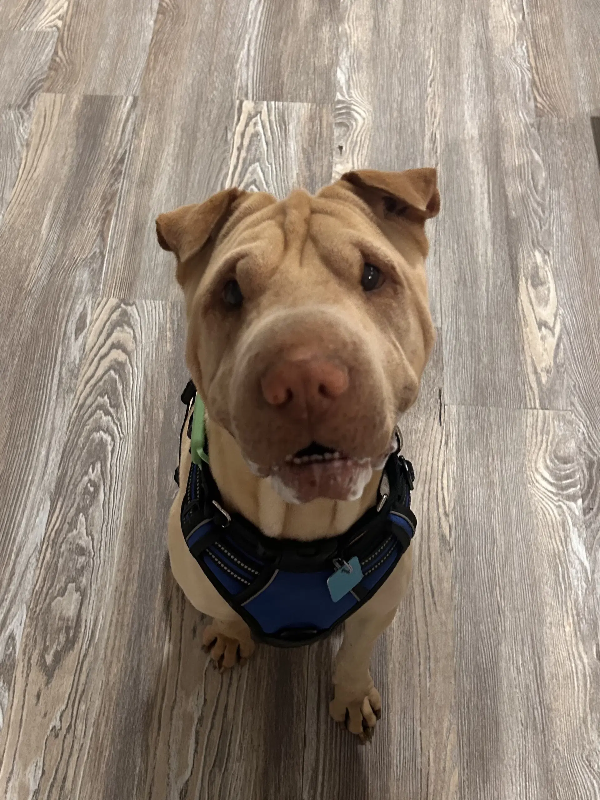 Fredrick - Chinese Shar-Pei