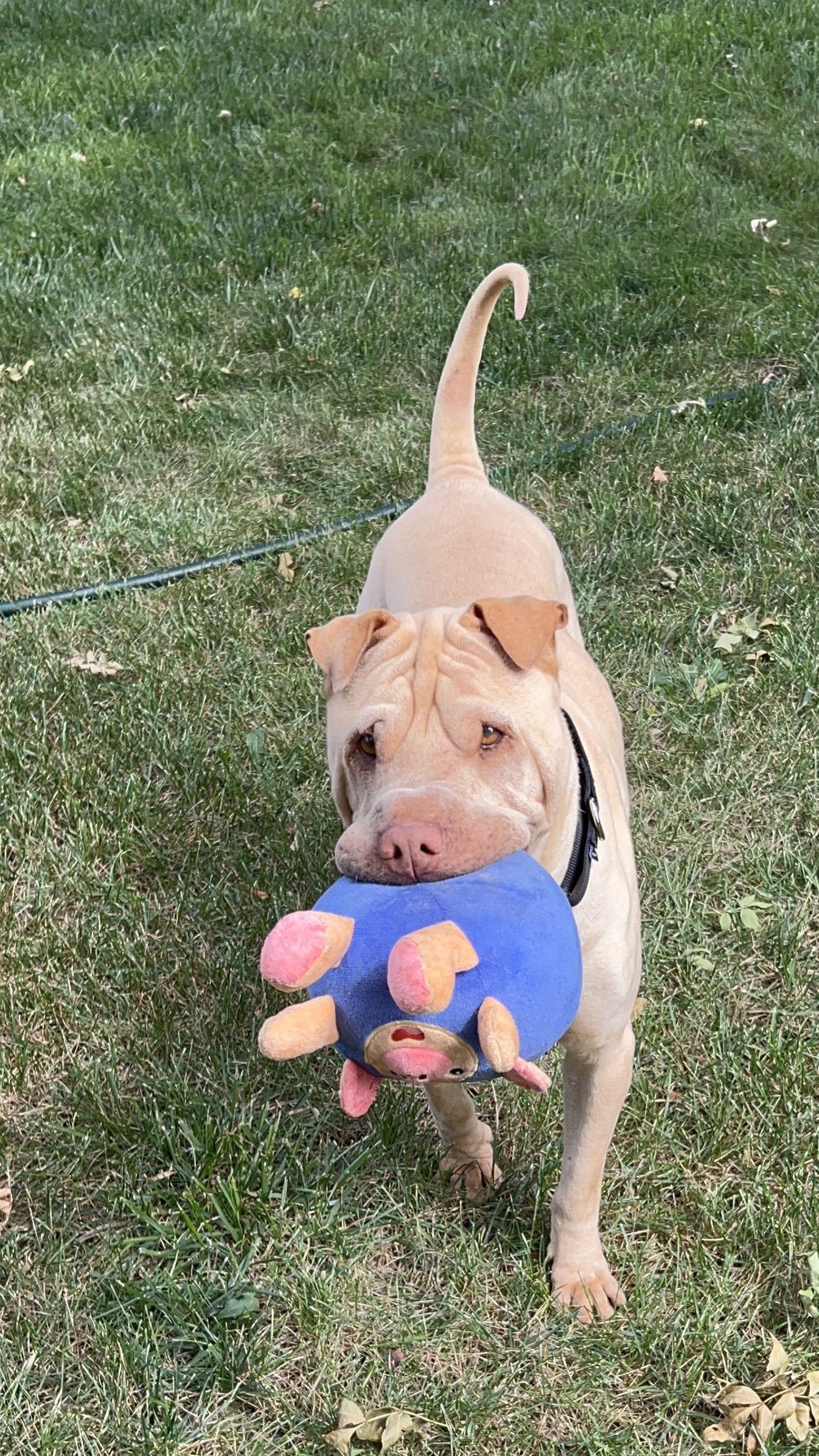 Fredrick, Chinese Shar-Pei