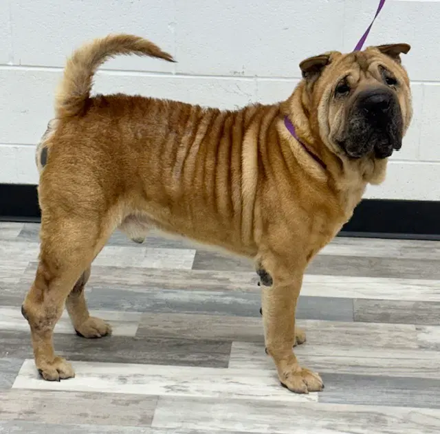 Butch - Chinese Shar-Pei