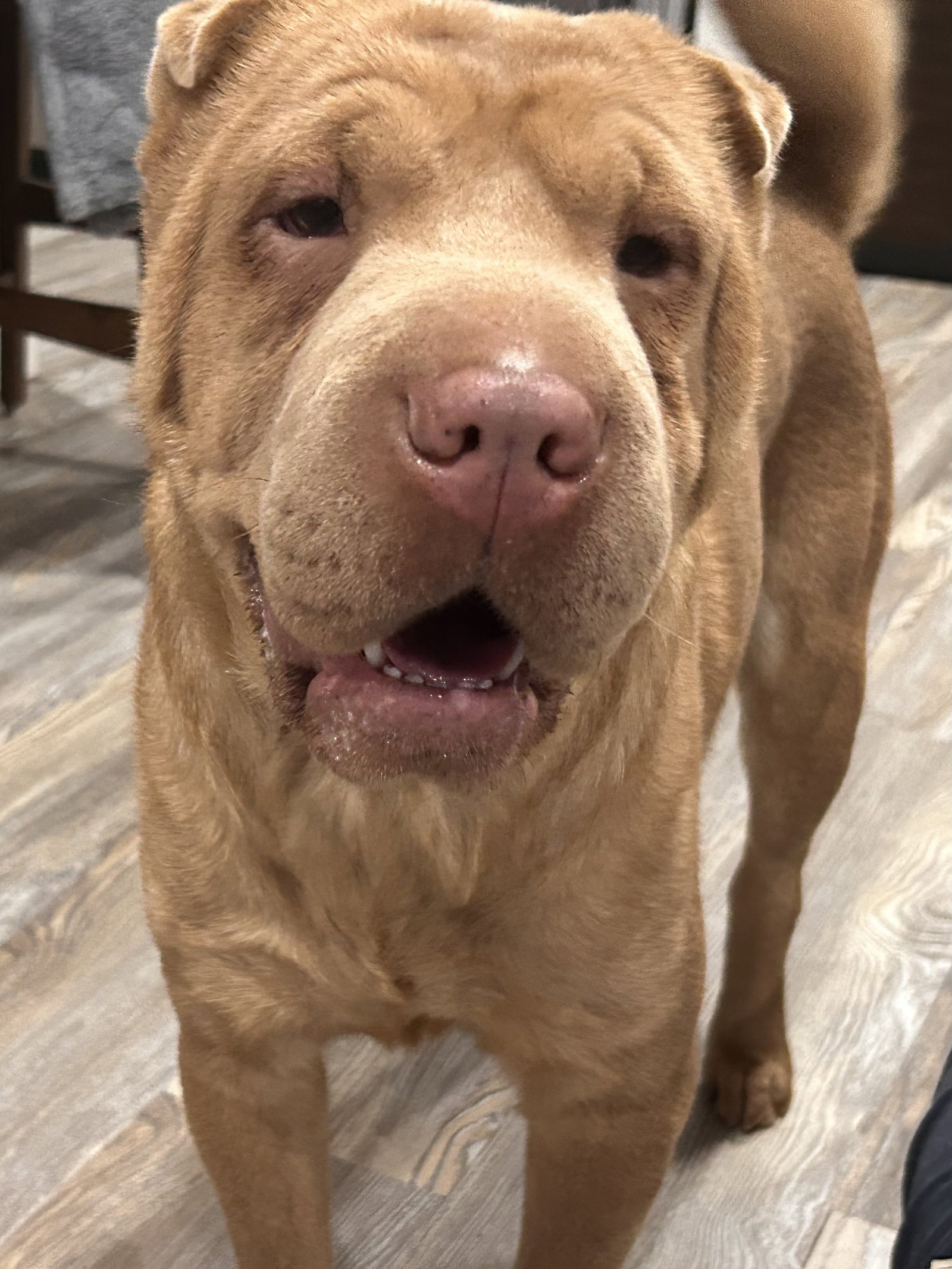 Penelope, Shar Pei