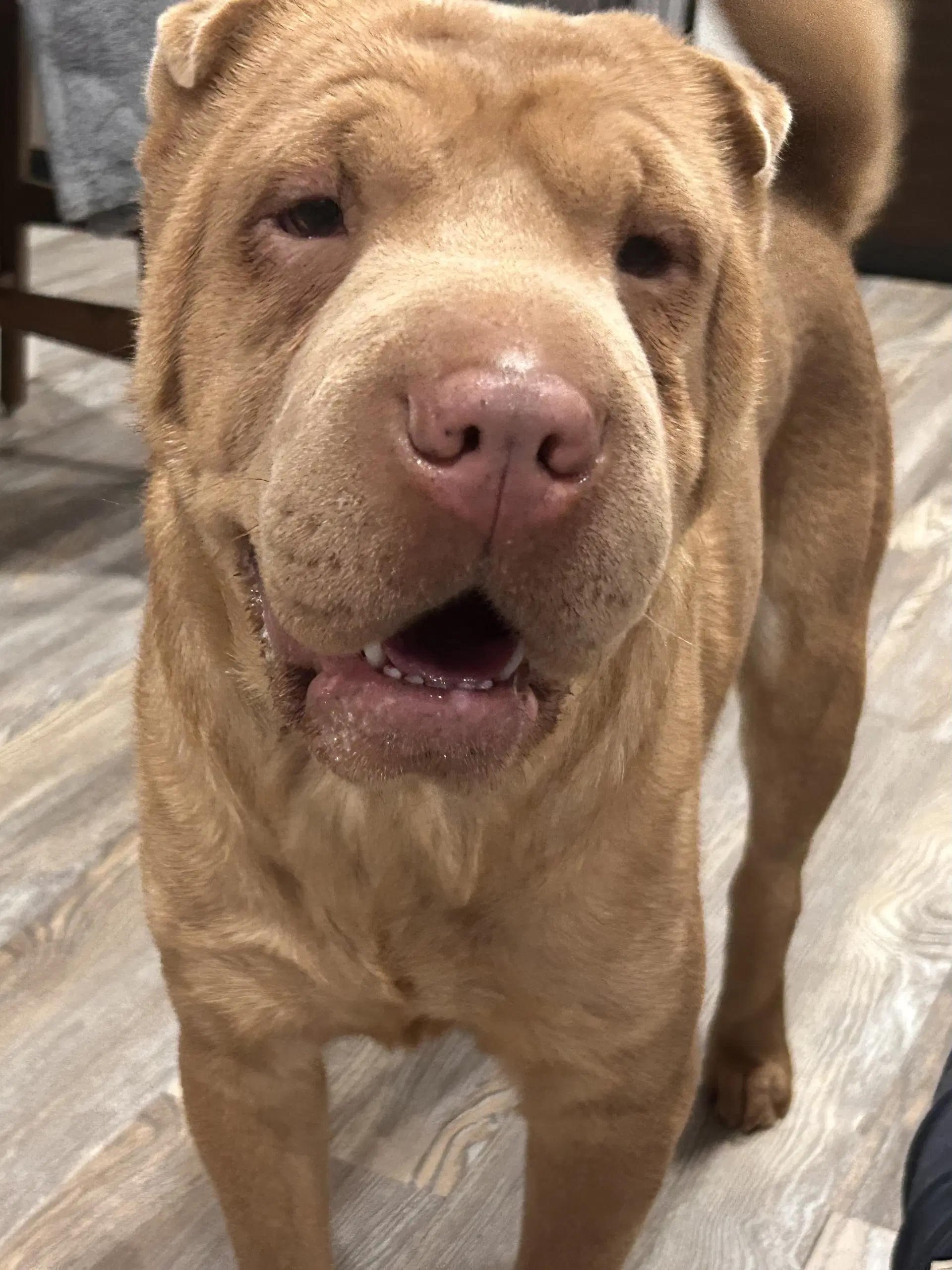Penelope - Shar Pei